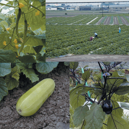 奈良漬の素材になる野菜は徳島県の契約農家さんと自社農園で栽培しています。
